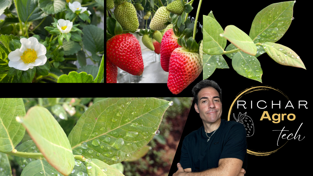 PORTADA VERSION MOVIL