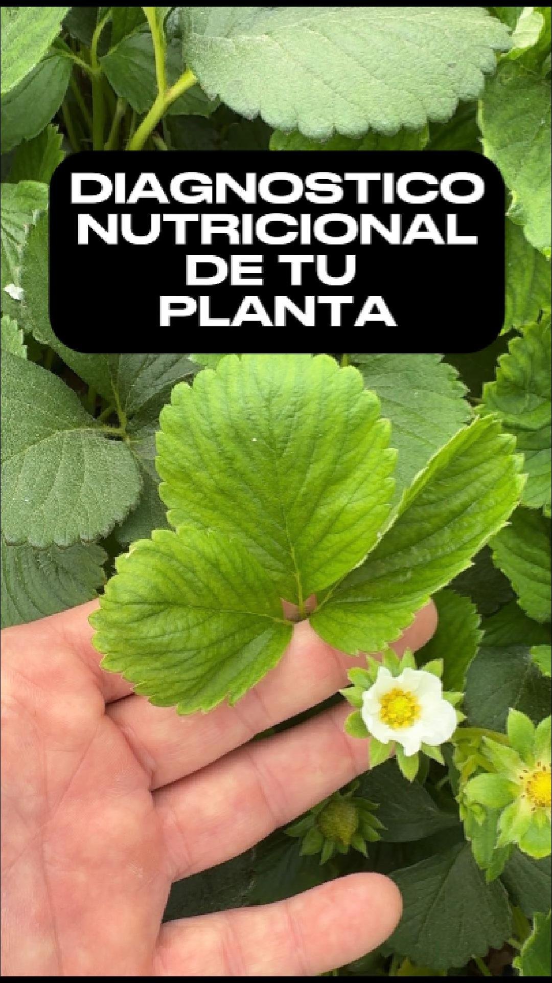Análisis nutricional de la planta