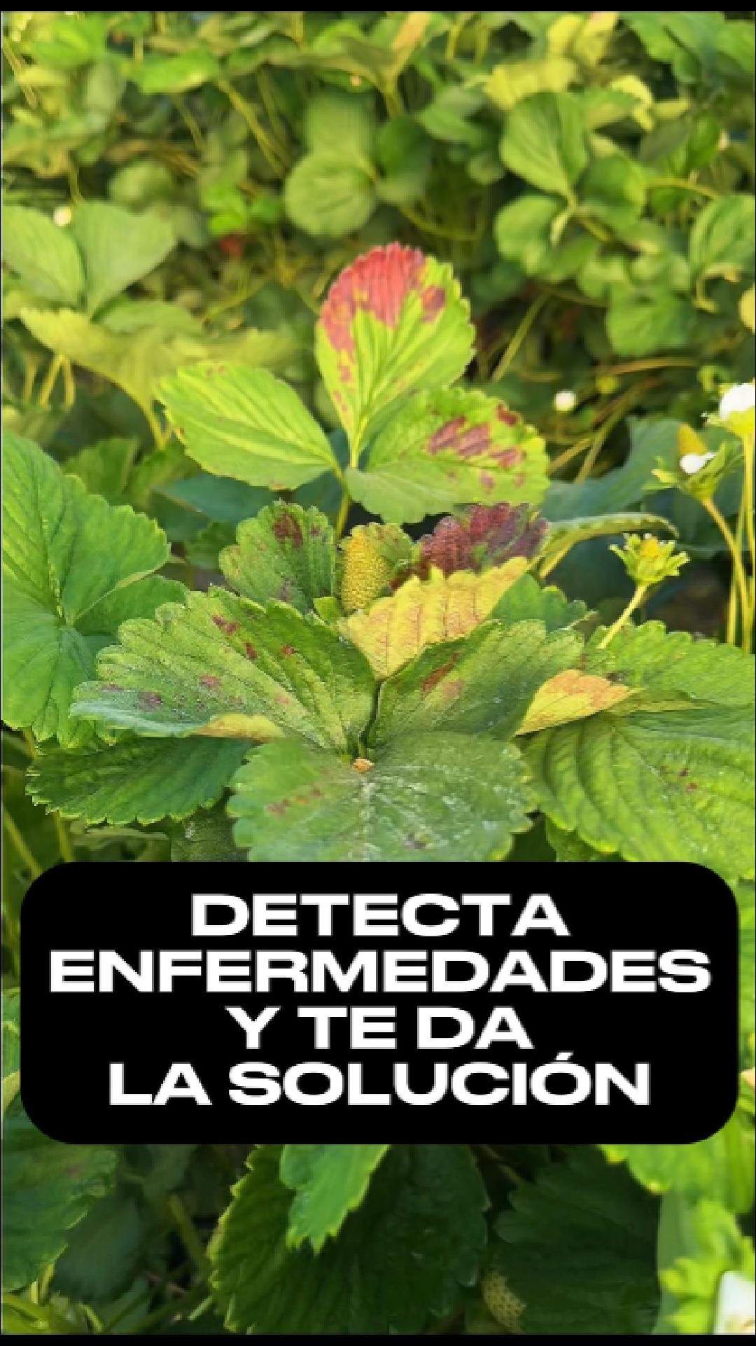 Diagnóstico de enfermedades
