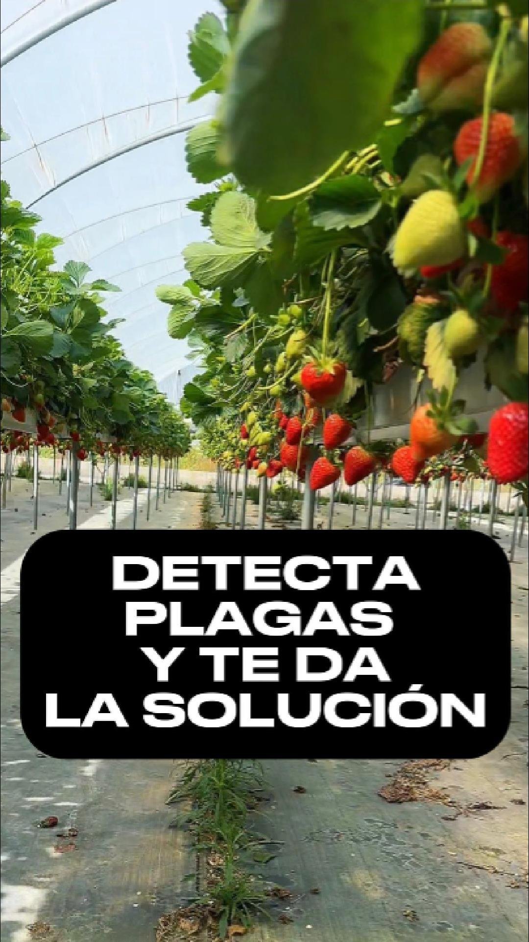 Detección de plagas en campo